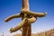 Saguaro Cactus with Hugging Arms