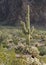 Saguaro Cactus, Kofa National Wildlife Refuge