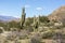 Saguaro cactus landscapes with desert and mountains