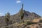 Saguaro cactus landscapes with desert and mountains