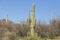 Saguaro cactus landscapes with desert and mountains