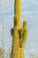 Saguaro cactus with many new growths and arms with ridges and spikes in the late afternoon sun with gray skies