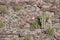 Saguaro cactus on mountain