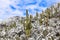 Saguaro cactus in mountain snow scene. Snowy cacti desert landscape