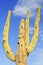 The Saguaro Cactus National Monument,