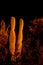 Saguaro cactus at night