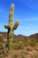 Saguaro Cactus in Organ Pipe Cactus National Monument