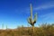 Saguaro Cactus in Organ Pipe Cactus National Monument
