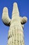 Saguaro cactus, Organ Pipe Cactus National Park, Arizona