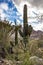 Saguaro Cactus outside Phoenix, Arizona