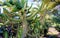 Saguaro cactus and palm trees