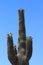 Saguaro cactus in Phoenix, Arizona