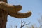 Saguaro Cactus at Phoenix Sonoran Preserve