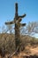 Saguaro Cactus at the Phoenix Sonoran Preserve