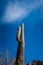 Saguaro cactus reaches into the sky