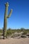 Saguaro Cactus by the Rest Stop