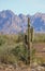 Saguaro cactus at Roadrunner campground, Quartzsite, Arizona, USA