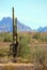 Saguaro cactus at Roadrunner campground, Quartzsite, Arizona, USA