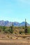 Saguaro cactus at Roadrunner campground, Quartzsite, Arizona, USA