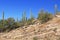 Saguaro Cactus on a Rocky Hill on Mt. Lemmon