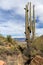 Saguaro cactus, scrub bushes and Theodore Roosevelt lake view,