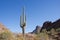 Saguaro Cactus And Signal Peak