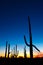 Saguaro Cactus Silhouette againt Vibrant Night Sky