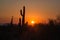 Saguaro cactus silhouette in Arizona desert at sunset