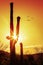 Saguaro Cactus Silhouette at Sunrise