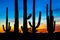 Saguaro Cactus Silhouette at Vibrant Sunset