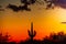 A saguaro cactus silhouetted against the glowing red sky of the sunset