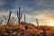 Saguaro Cactus silhouettes against golden sunset skies, Tucson, Arizona