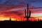 Saguaro Cactus silhouettes at sunset in the Arizona desert