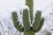 Saguaro cactus in snow.