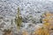 Saguaro cactus with snow in the Arizona desert.