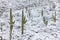 Saguaro cactus with snow in the desert at Saguaro National Park  Arizona