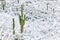 Saguaro Cactus with snow in Saguaro National Park