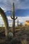 Saguaro cactus in Sonoran Desert