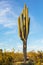 Saguaro cactus in the Sonoran desert in Phoenix, Arizona