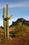 Saguaro cactus, sonoran desert at sunrise