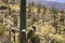 Saguaro Cactus of Southern Arizona