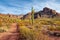 Saguaro Cactus in Southern Arizona