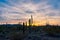 Saguaro Cactus in Southern Arizona