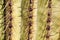 Saguaro Cactus Spines