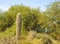 Saguaro Cactus Stands Alone