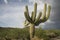 Saguaro Cactus with Storm Clouds Overhead - Arizona