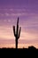 Saguaro Cactus in Sunrise