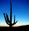 Saguaro Cactus Sunrise in Desert