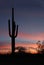 Saguaro Cactus at Sunrise in Organ Pipe Cactus National Park