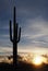 Saguaro Cactus at Sunrise in Organ Pipe Cactus National Park
